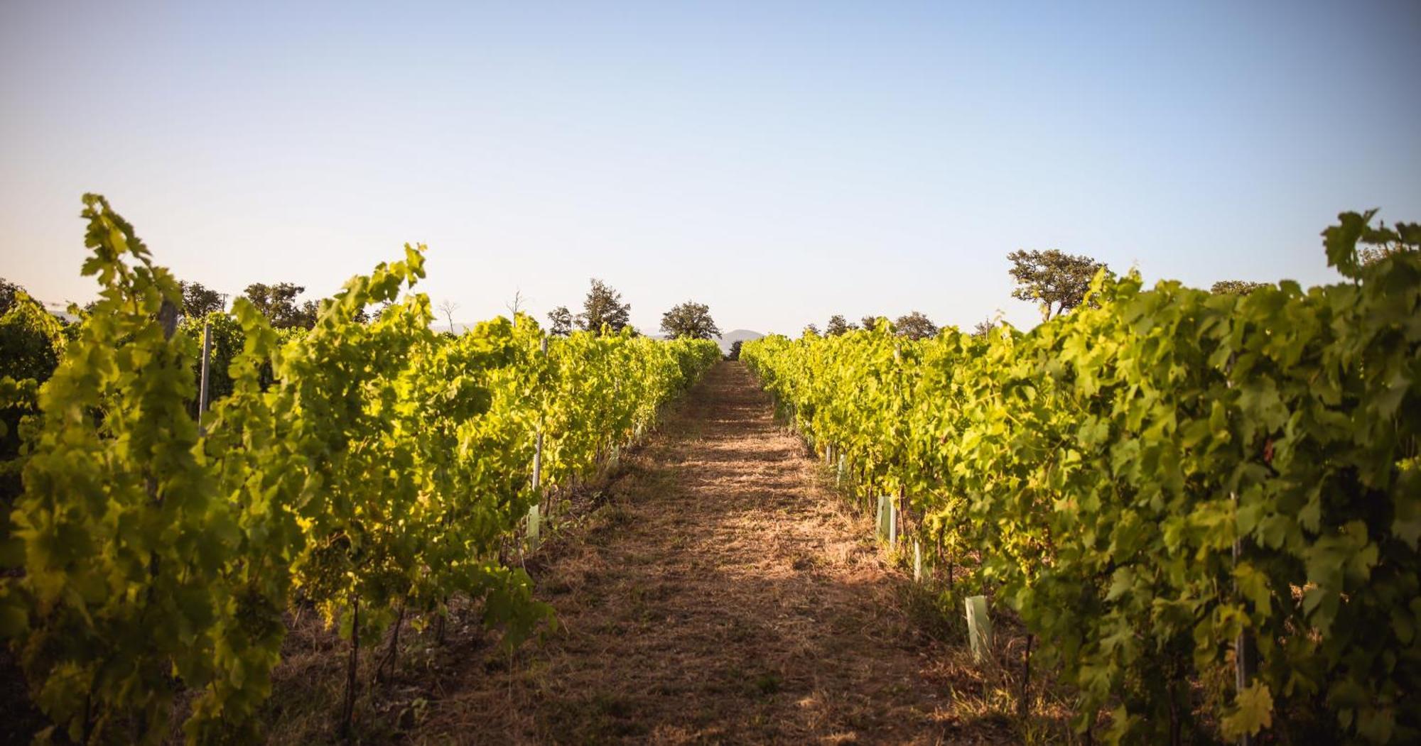 Agriturismo La Vecchia Quercia مونتيميرانو المظهر الخارجي الصورة