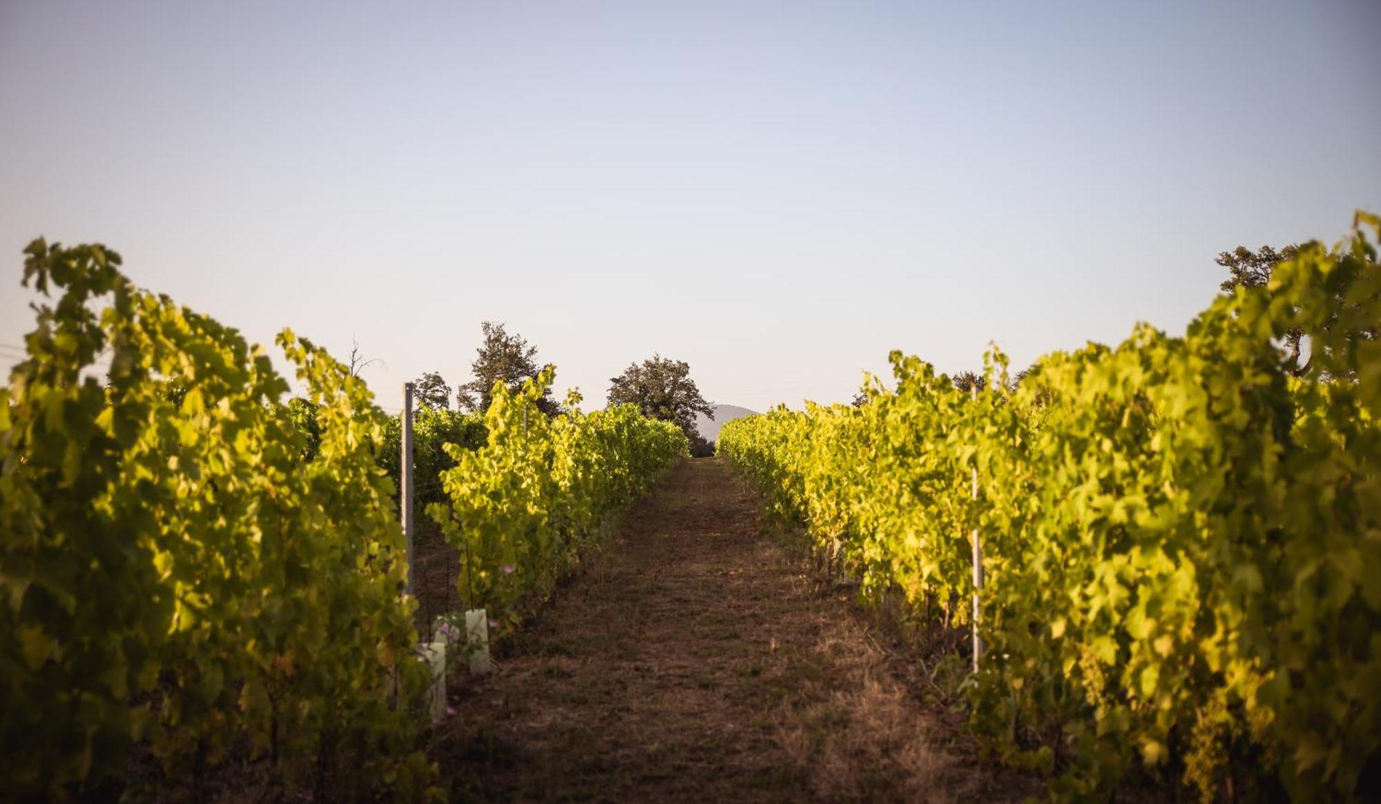 Agriturismo La Vecchia Quercia مونتيميرانو المظهر الخارجي الصورة