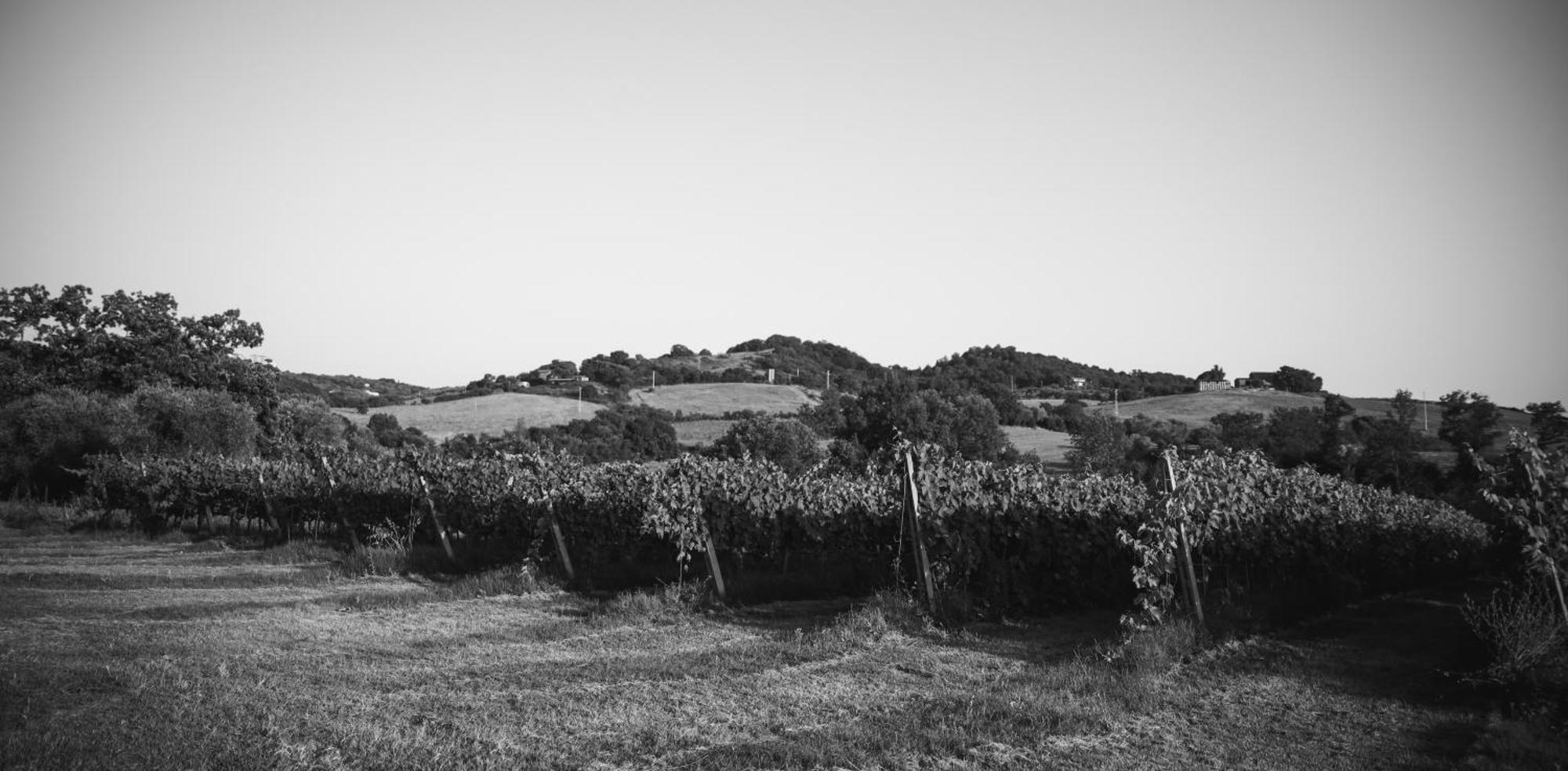 Agriturismo La Vecchia Quercia مونتيميرانو المظهر الخارجي الصورة